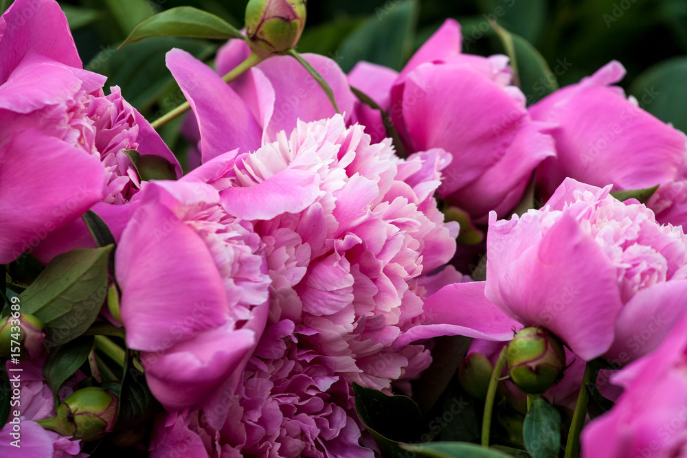 Pink peonies Pink peonies