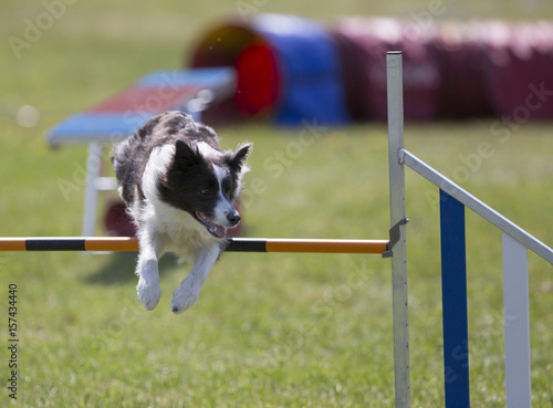 Dog agility sports in the outdoor field. on a sunny day. Dog is jumping over the fence. The dog breed is border collie.
