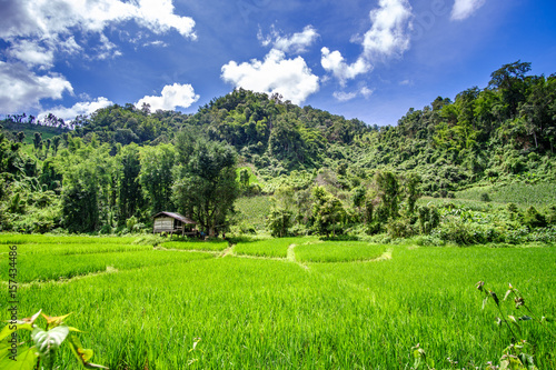 Εκτύπωση καμβά Green rice field in Mae Jam district (Chiang Mai, Thailand)