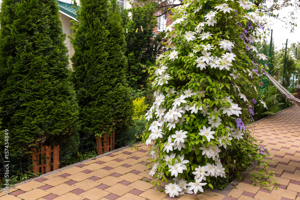Fototapeta premium White clematis flowers in a garden.