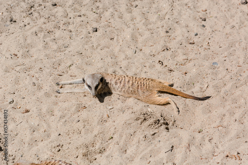 surikata on sand. Surikat in a profile.