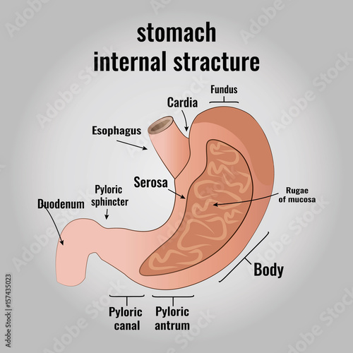 The anatomy of the human stomach photo