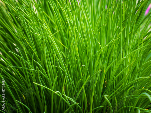 Wild meadow green grass