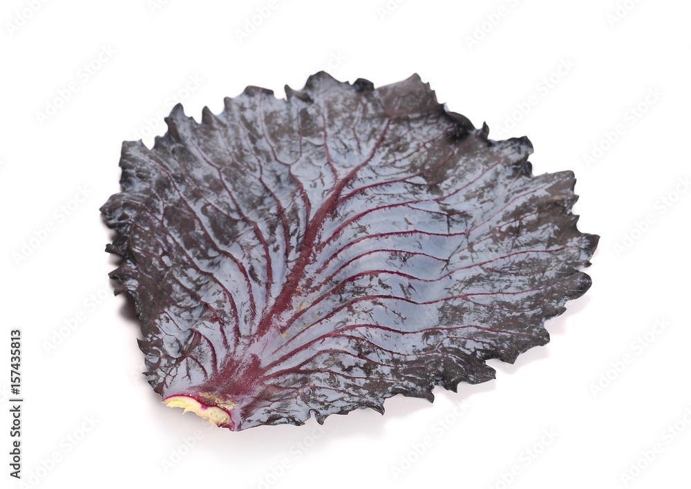 Red cabbage leaf isolated on white background