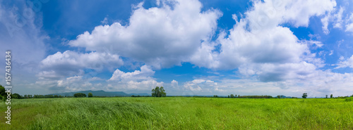 Green Grass Field Meadow with Blue Sky  and White cloud