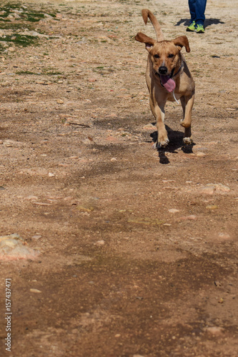 Running dog with a smile