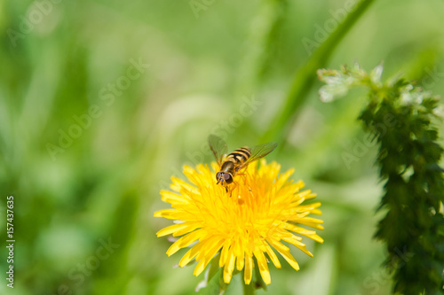 bee on a flower. A bee on a dandelion. The bee pollinates © Sergey_Siberia88