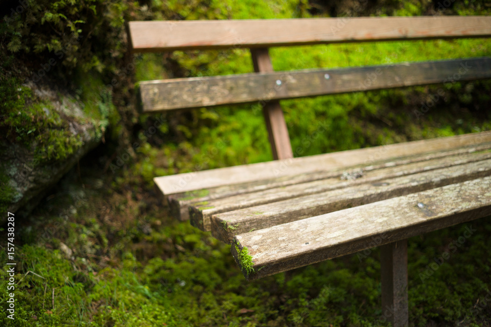 A weathered wooden bench with green moss in the woods. A weathered wooden bench with green moss in the woods.
