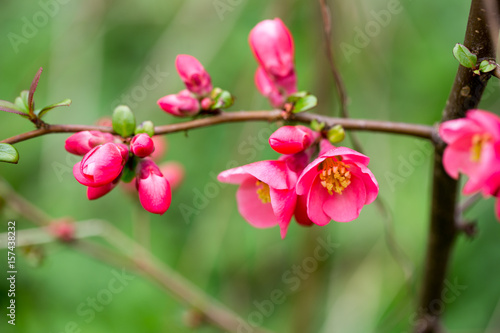 Cherry blossom in spring for background.