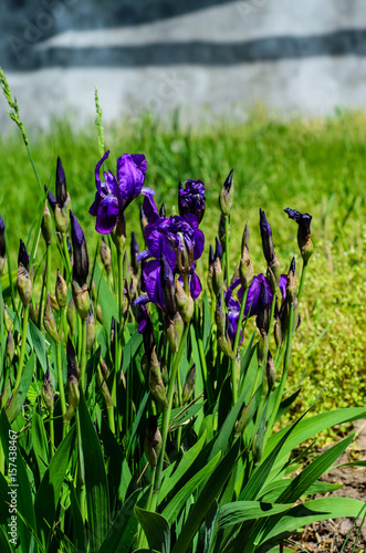 Fototapeta Naklejka Na Ścianę i Meble -  Irises on flowerbed on spring