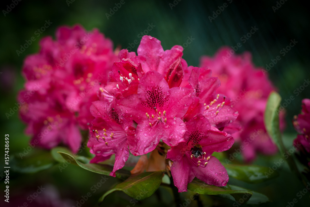 Fototapeta premium Pink rhododendron bush flowers