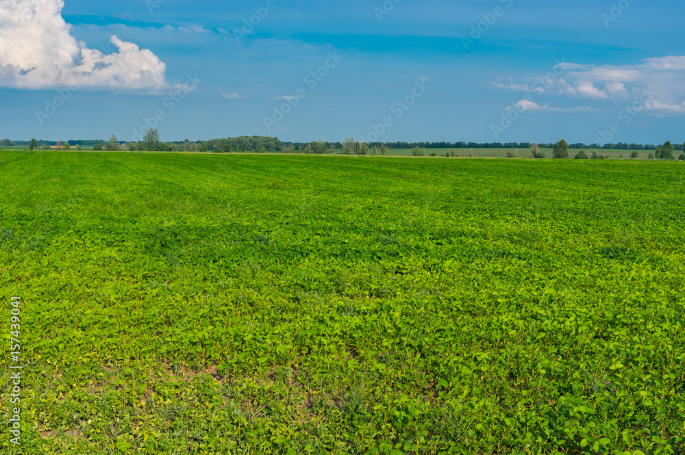 Summer agricultural landscape with soybean field in Poltavskaya oblast, Ukraine