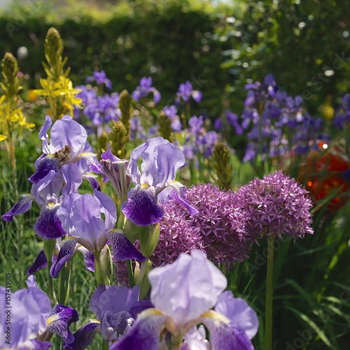 Fototapeta Naklejka Na Ścianę i Meble -  Iris 'neglecta' mit Junkerlilie und Zierlauch im Staudenbeet