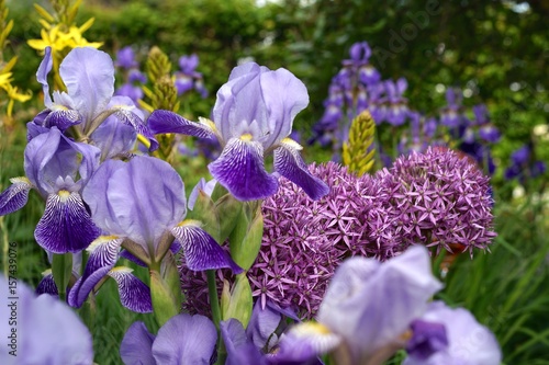 Fototapeta Naklejka Na Ścianę i Meble -  Iris 'neglecta' mit Junkerlilie und Zierlauch im Staudenbeet