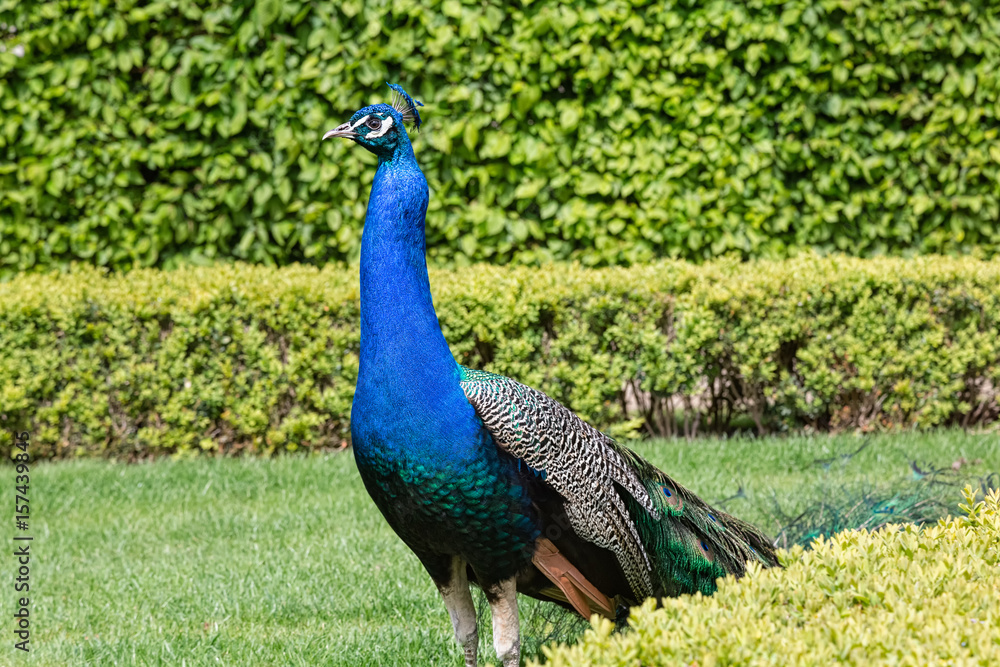 Fototapeta premium Portrait of beautiful peacock with feathers out