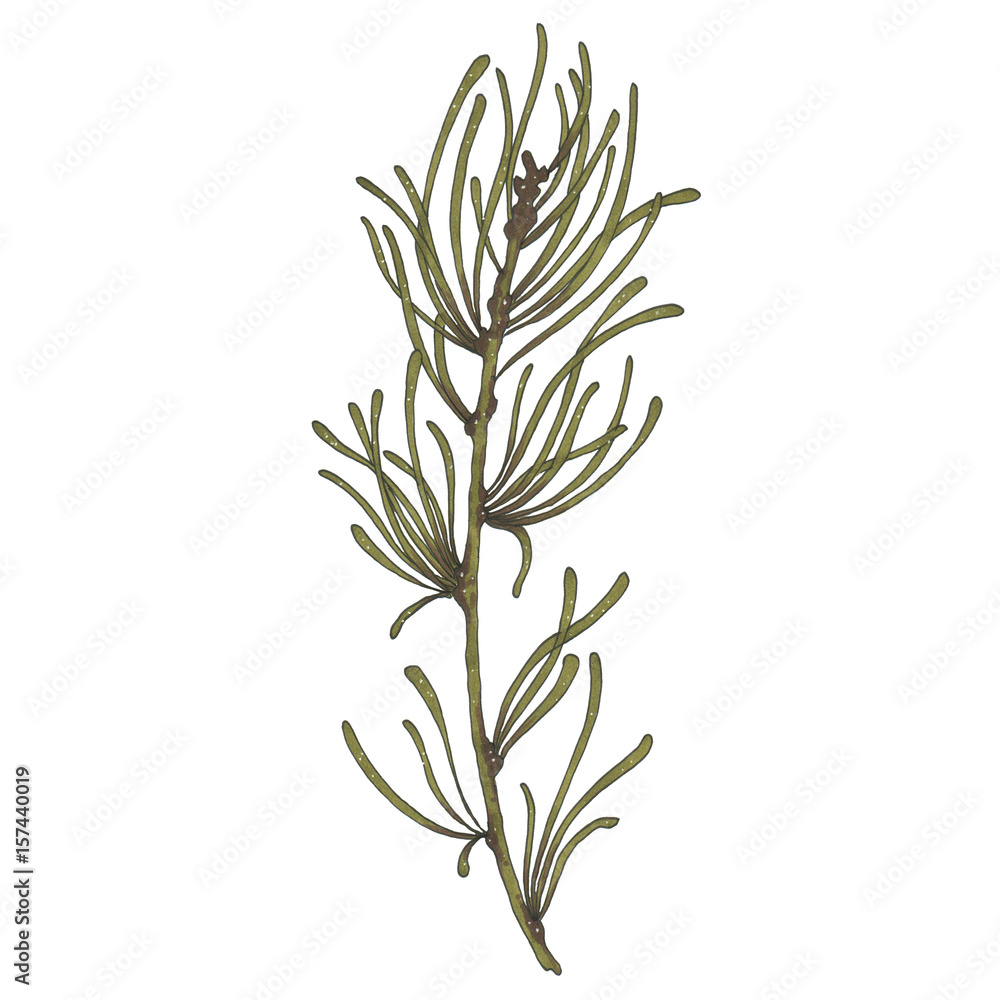 Fototapeta premium Hand painted with markers green spruce branch