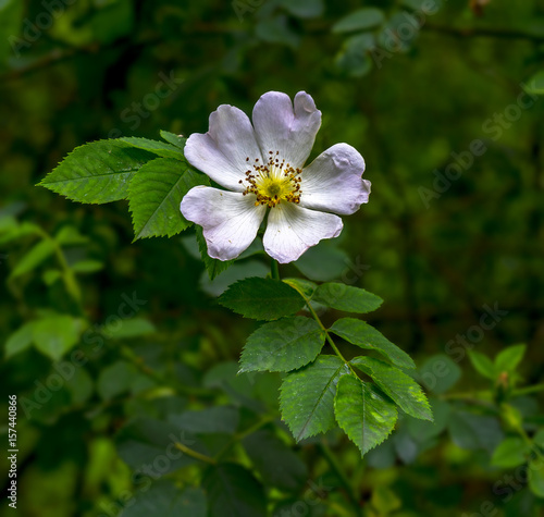 Blossom of a wild rose. The wild rose, the dog rose (Rosa canina) is by far the most common wild growing species of the genus Rose