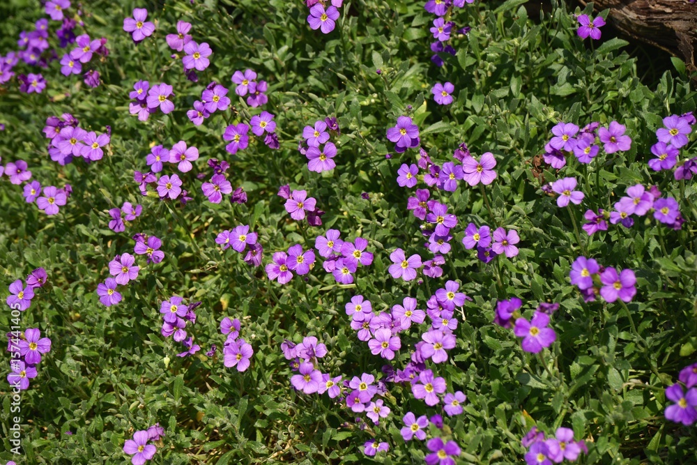 Fototapeta premium Blaukissen - aubrieta cultorum
