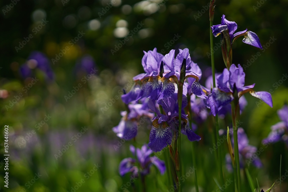 Sibirische Schwertlilie im Staudenbeet – iris sibirica Sibirische Schwertlilie im Staudenbeet – iris sibirica