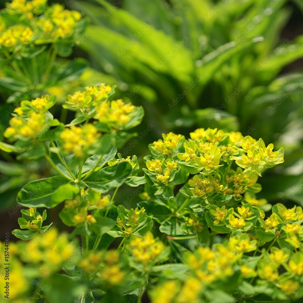 Wolfsmilch: Euphorbia cornigera Wolfsmilch: Euphorbia cornigera