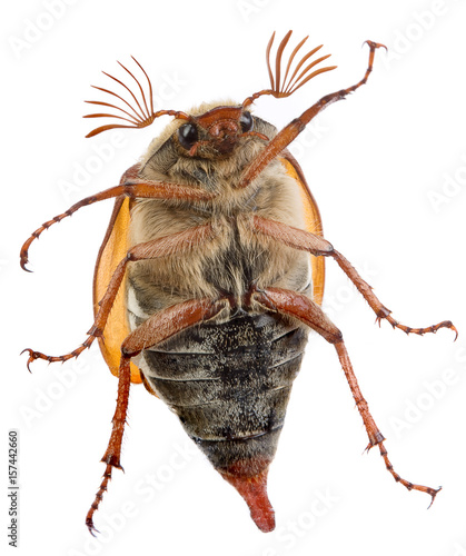Maybug belly photo