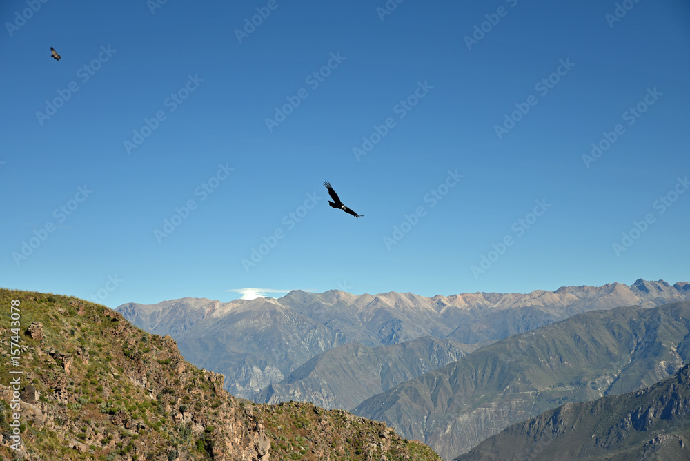 Vol du condor au canyon de Colca au Pérou Vol du condor au canyon de Colca au Pérou