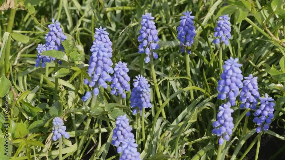 Close up of blue Lupines flowering in spring sunshine. UltraHD stock footage. Close up of blue Lupines flowering in spring sunshine. UltraHD stock footage.