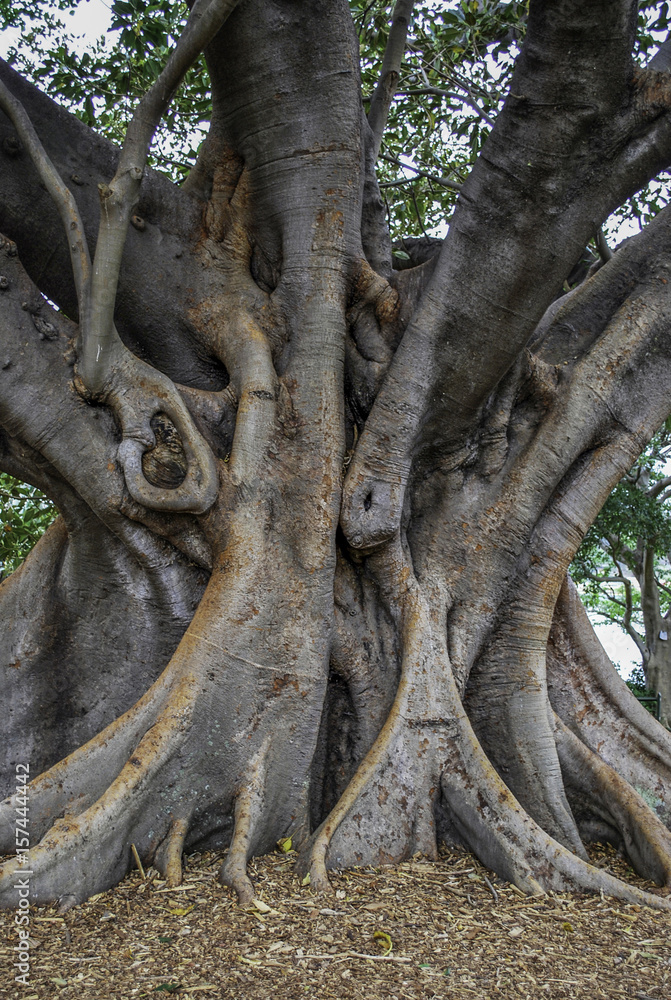  Big curved trunk of australian banyan tree, also known as ficus macrophylla or fig tree