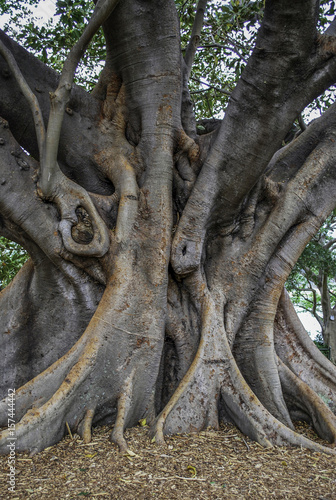  Big curved trunk of australian banyan tree, also known as ficus macrophylla or fig tree © Catrina Haze