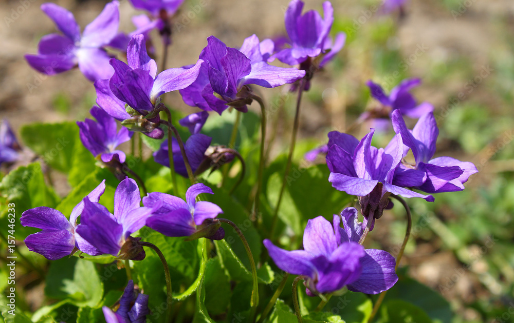 Flowering violets in the park
