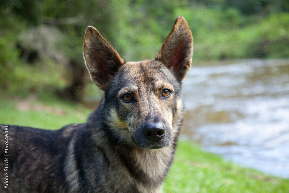 Dog face with blur background