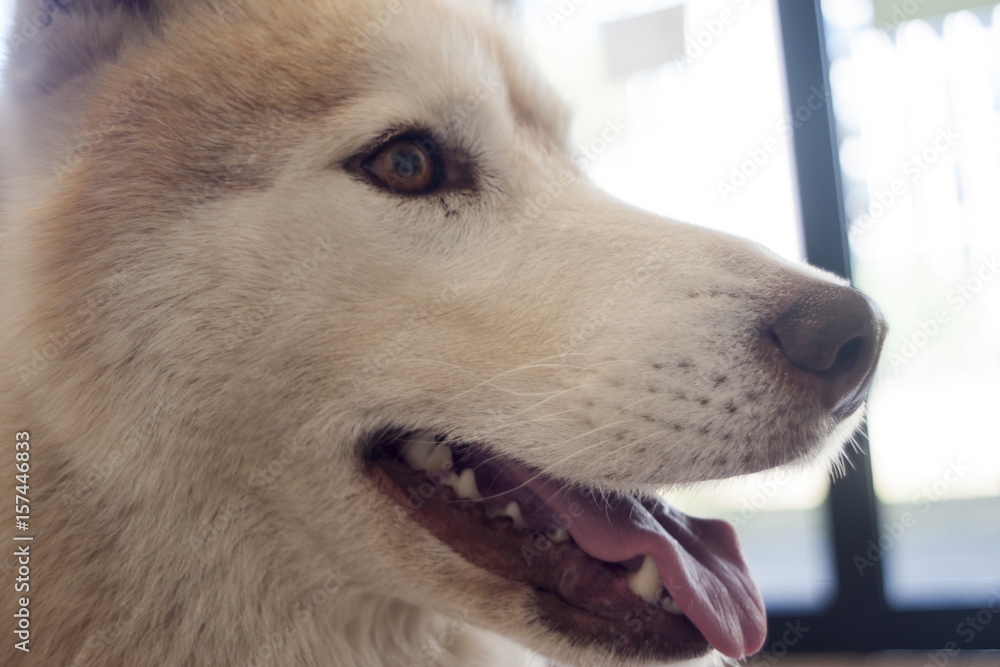 Fototapeta premium dog 