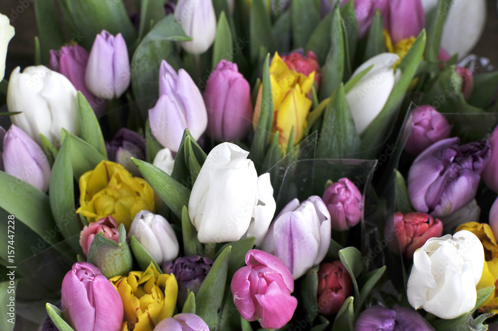 Fototapeta tulipes de couleurs
