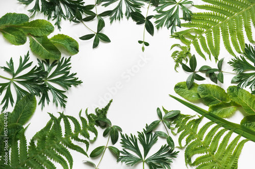 Green leaves on white background. Top view with copy space.
