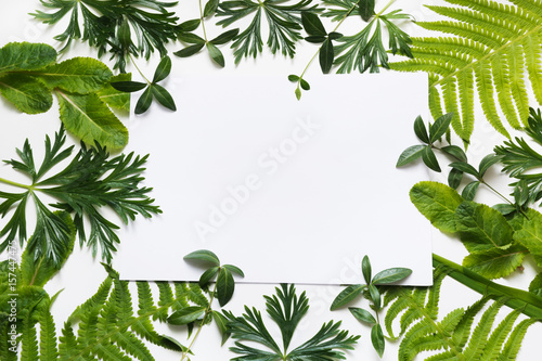 Green leaves on white background. Top view with copy space.