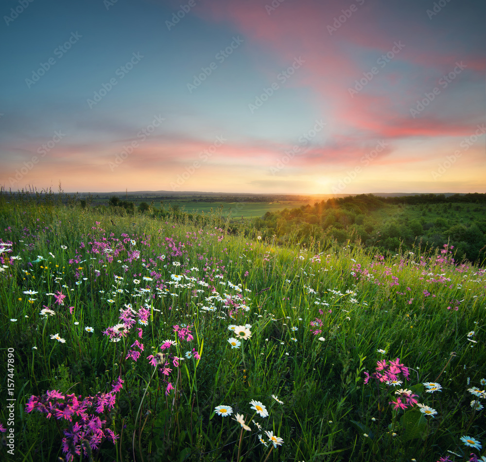 Fototapeta premium Flowers on the mountain field during sunrise. Beautiful natural landscape in the summer time