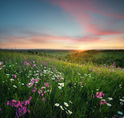 Flowers on the mountain field during sunrise. Beautiful natural landscape in the summer time