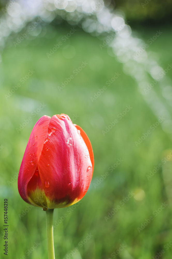 colorful tulip flower close up and rain drops, rain falling on tulip flower. colorful tulip flower close up and rain drops, rain falling on tulip flower.