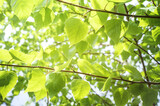 Spring background with bright green leaves of birch opposite the bright sun. Soft focus.