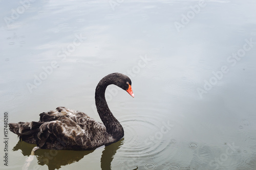 Fototapeta Naklejka Na Ścianę i Meble -  One beautiful black Swan floating on the pond surface under rain, copyspace for text.