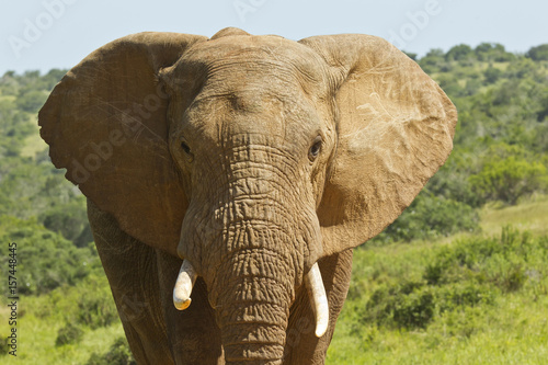 Portrait of an african elephant