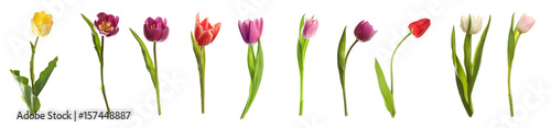 Different kinds of tulips on white background