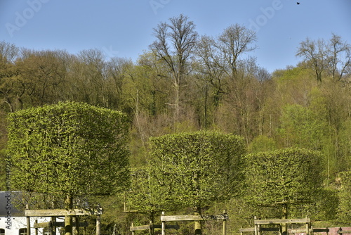 Arbres taillés en cubes au domaine de l'abbaye du Rouge-Cloître en pleine forêt de Soignes  photo