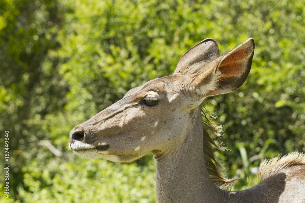 Obraz premium Young kudu walking through thick bush