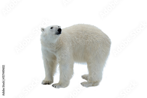 Polar bear isolated on white