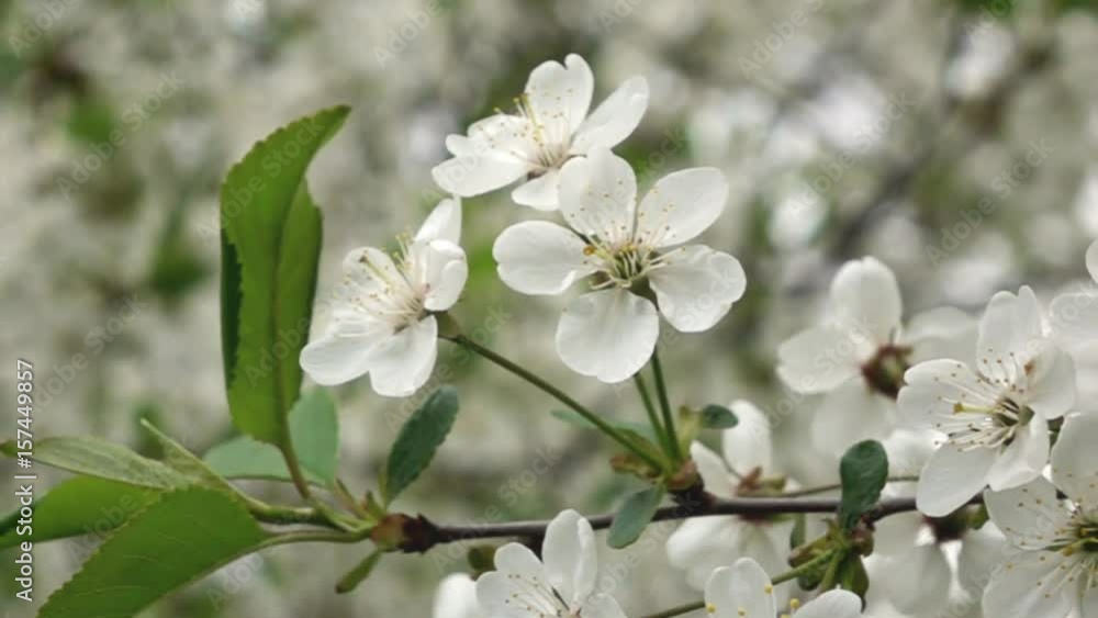 The branches of a cherry blossom, slow motion The branches of a cherry blossom, slow motion