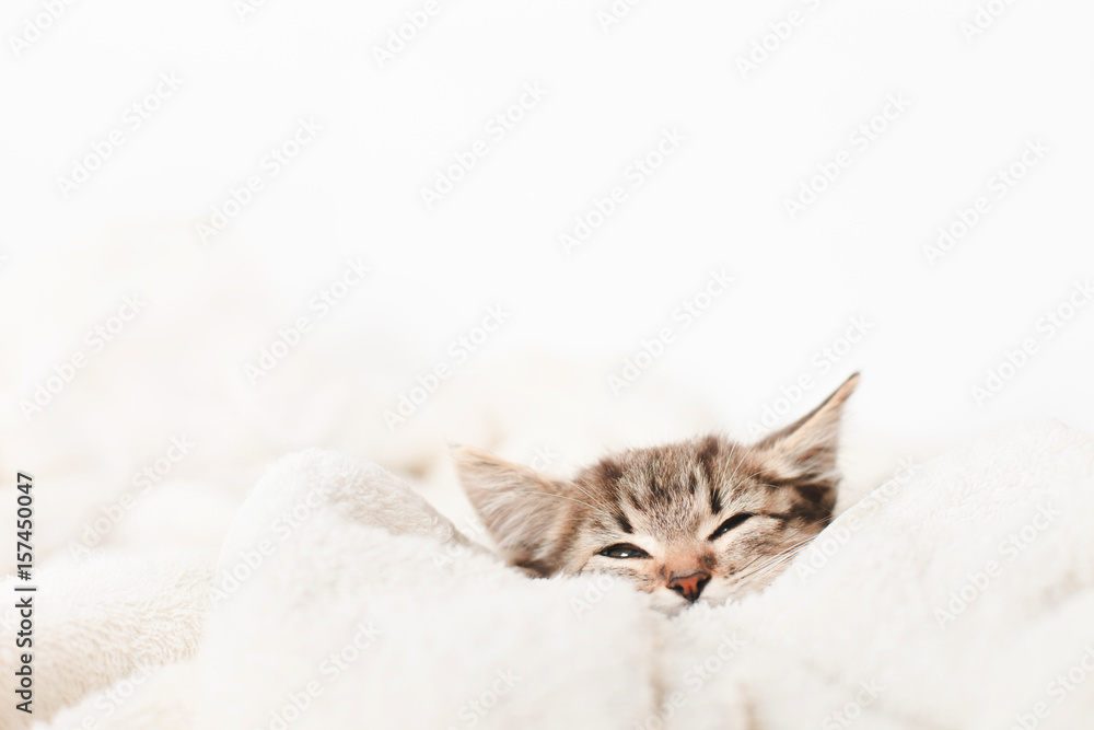 Cute little kitten sleeps on fur white blanket