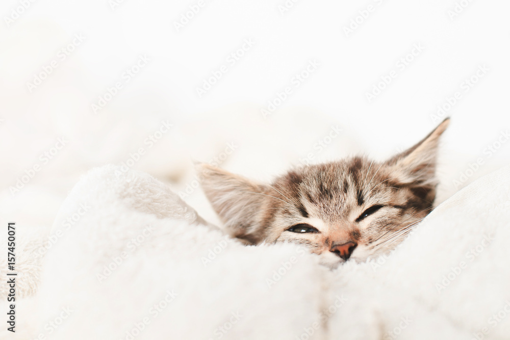 Cute little kitten sleeps on fur white blanket