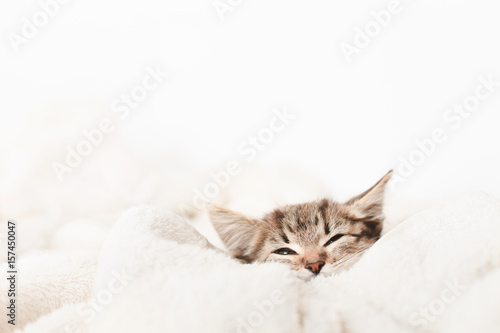 Cute little kitten sleeps on fur white blanket