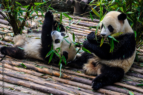 Pandas enjoying their bamboo breakfast in Chengdu Research Base, China